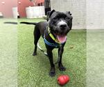 Small #1 American Pit Bull Terrier