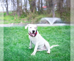 Labrador Retriever-Unknown Mix Dogs for adoption in Unionville, PA, USA
