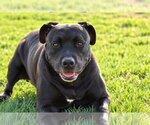 Small Photo #15 American Staffordshire Terrier-Unknown Mix Puppy For Sale in Lake Forest, CA, USA