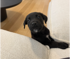 Lucali - Male Mutt Dog for Adoption - Photo #3