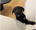 Small Photo #3 Mutt Puppy For Sale in Brooklyn, NY, USA