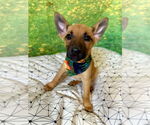 Small #3 German Shepherd Dog Mix