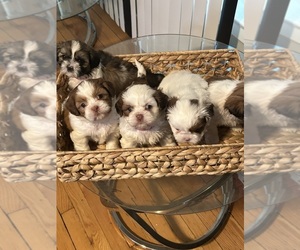 Shih Tzu Puppy for sale in CHICAGO, IL, USA