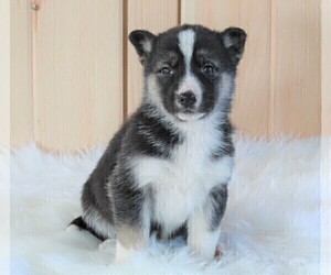 German Shepherd Dog-Siberian Husky Mix Puppy for sale in FREDERICKSBURG, OH, USA