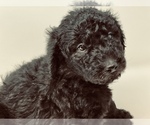 Small Photo #6 Goldendoodle Puppy For Sale in WEST LINN, OR, USA