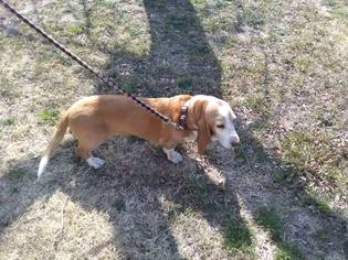 Basset Hound Dogs for adoption in GROOM, TX, USA
