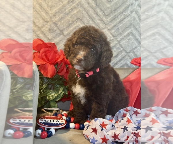 Medium Photo #3 F2 Aussiedoodle Puppy For Sale in LAKELAND, FL, USA
