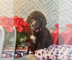 Small #2 F2 Aussiedoodle