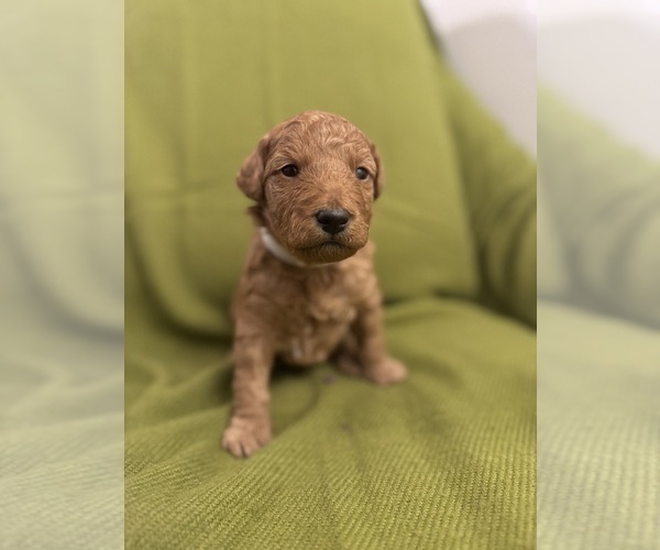 Medium Photo #4 Goldendoodle Puppy For Sale in HARTFORD, CT, USA