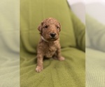 Small #3 Goldendoodle