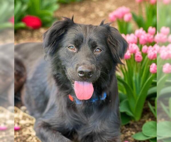 Medium Photo #1 Labrador Retriever-Spaniel Mix Puppy For Sale in San Diego, CA, USA