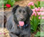 Small Labrador Retriever-Spaniel Mix