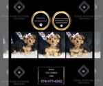 Puppy Boba Tea Yorkshire Terrier
