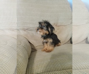 Yorkshire Terrier Puppy for Sale in SPARTA, Tennessee USA