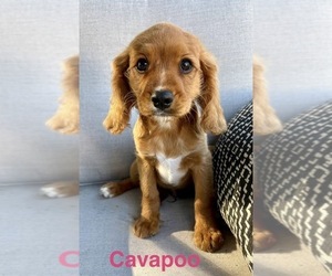 Cavalier King Charles Spaniel Puppy for Sale in FAIR HAVEN, Michigan USA