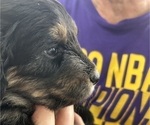 Small Photo #39 Aussiedoodle Puppy For Sale in LONGWOOD, FL, USA