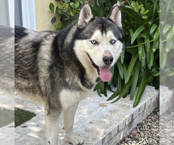 Medium Photo #3 - Mix Puppy For Sale in Van Nuys, CA, USA