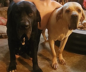 Mother of the Fila Brasileiro puppies born on 07/19/2025