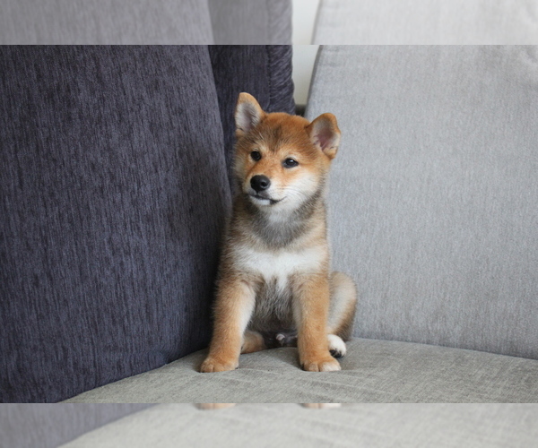 Medium Photo #7 Shiba Inu Puppy For Sale in HOUSTON, TX, USA