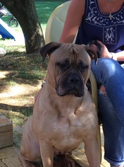 Bullmastiff Puppy for sale in BOILING SPRINGS, PA, USA