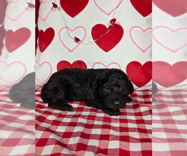 Medium Photo #4 Bernedoodle (Miniature) Puppy For Sale in BLACK FOREST, CO, USA