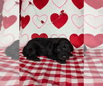 Small Photo #15 Bernedoodle (Miniature) Puppy For Sale in BLACK FOREST, CO, USA