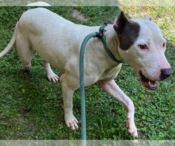 Medium Photo #5 American Pit Bull Terrier Puppy For Sale in Tarboro, NC, USA