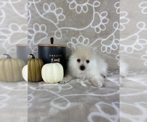 Medium Photo #2 Pomeranian Puppy For Sale in INDIANAPOLIS, IN, USA