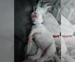 Small Photo #6 Dogo Argentino Puppy For Sale in BROOMALL, PA, USA