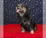 Small Photo #12 Cavapoochon (Miniature) Puppy For Sale in PATERSON, NJ, USA
