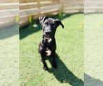 Small #2 Labrador Retriever Mix