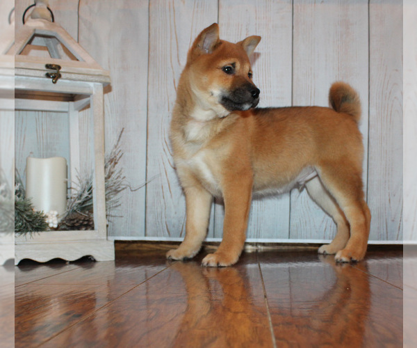 Medium Photo #2 Shiba Inu Puppy For Sale in CANTON, SD, USA