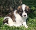 Small Photo #1 Saint Berdoodle Puppy For Sale in ALLEGRE, KY, USA