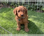 Puppy Blue Male Goldendoodle (Miniature)