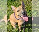 Small American Pit Bull Terrier Mix