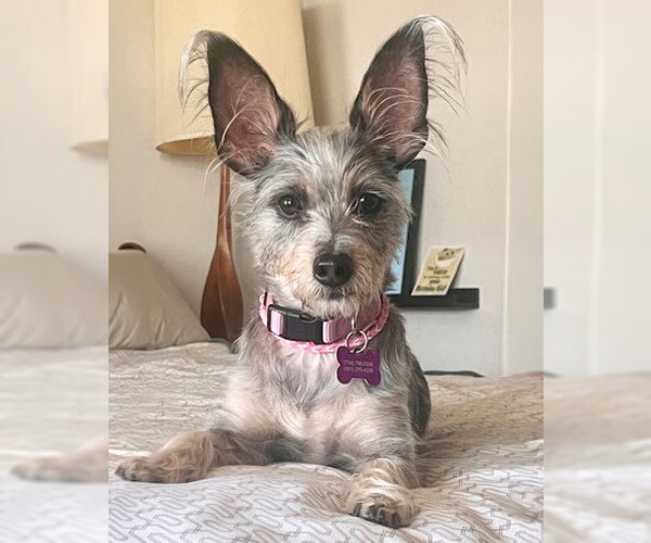 Medium Photo #7 Mutt Puppy For Sale in Corona, CA, USA