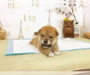 Shiba Inu Puppy for sale in LOS ANGELES, CA, USA