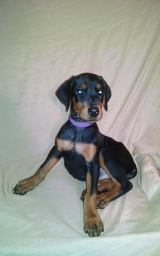 Medium Photo #1 Doberman Pinscher Puppy For Sale in GLEN ALLEN, VA, USA