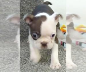 Boston Terrier Puppy for sale in BEND, OR, USA