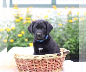 Labrador Retriever Puppy for sale in CHAMBERSBURG, PA, USA