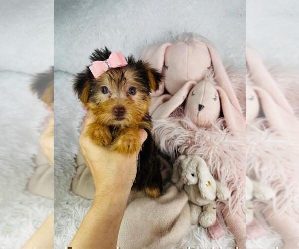 Medium Photo #2 Yorkshire Terrier Puppy For Sale in BEVERLY HILLS, CA, USA