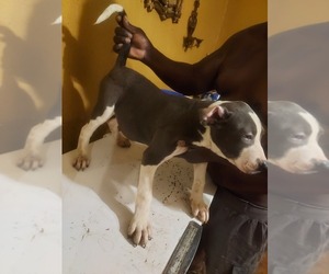 American Pit Bull Terrier Puppy for sale in FLINT, MI, USA