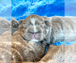 Small Photo #16 French Bulldog Puppy For Sale in PALM CITY, FL, USA