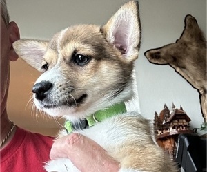 Pembroke Welsh Corgi Dog for Adoption in FRANKTOWN, Colorado USA