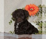 Small -Poodle (Toy) Mix