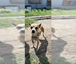 Chihuahua-Unknown Mix Dogs for adoption in San Antonio, TX, USA