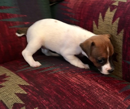 Medium Photo #4 Jack Russell Terrier Puppy For Sale in REBERSBURG, PA, USA