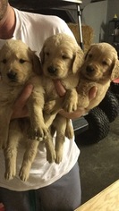 Goldendoodle Puppy for sale in PADUCAH, KY, USA
