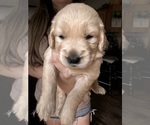 Small Photo #2 Golden Retriever Puppy For Sale in WATERBURY, VT, USA