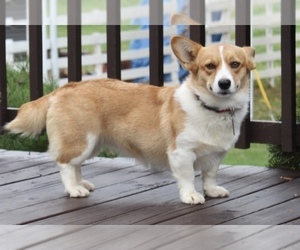 Mother of the Pembroke Welsh Corgi puppies born on 12/15/2023